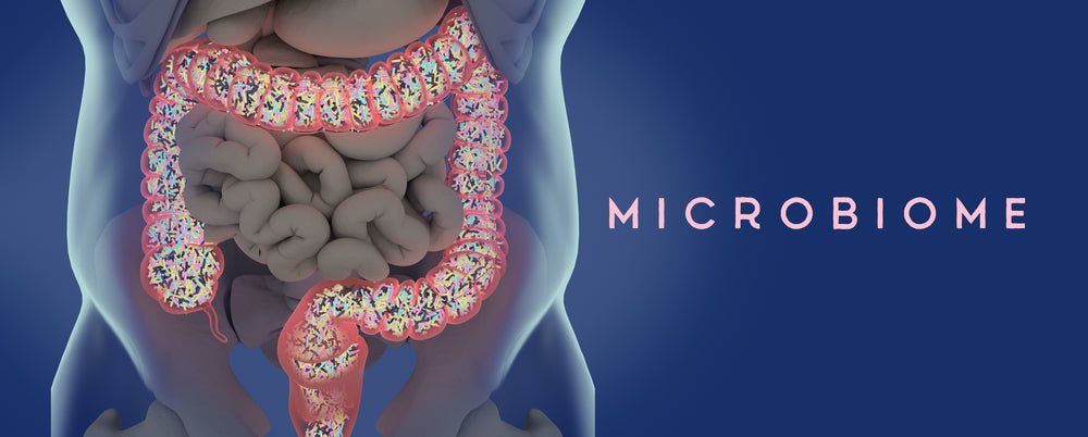 The Link Between Your Gut and Your Metabolism - Spectrum Care Plus