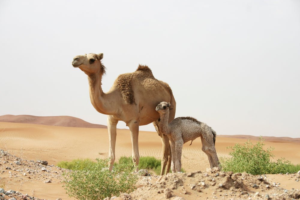 The Natural Superior Nutrition of Camel Milk - Spectrum Care Plus